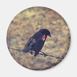 Aimant Red Wing Blackbird sur Barbed