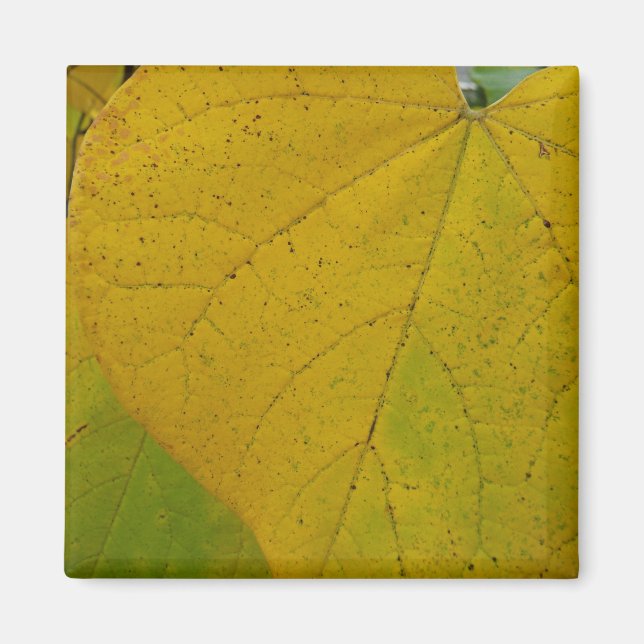 Aimant Redbud Jaune Feuille Automne Photographie de la na (Devant)