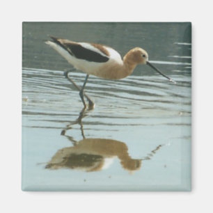 Aimant Réflexion d'oiseau au lac mono