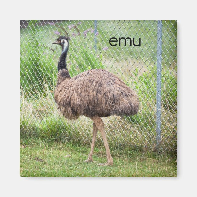 Aimant Réfrigérateur Emu (Devant)