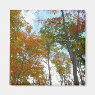 Aimant Regardant vers les feuilles d'automne I Feuillage