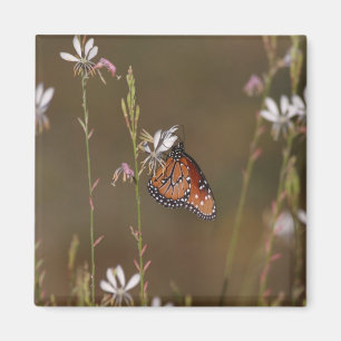 Aimant Reine et milkweed