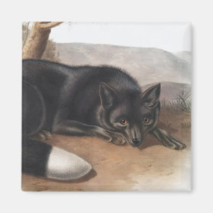 Aimant Renard noir ou argenté américain (Vulpes fulvus)