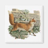 Renard rouge dans la campagne rustique Illustratio