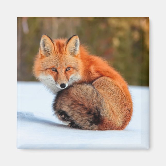 Aimant Renard Rouge En Neige | Yukon (Devant)