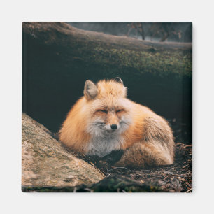 Aimant Renard Rouge Endormi