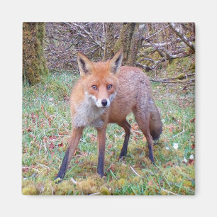 Aimant Renard Rouge Mignon Animal de la Forêt Nature Bois