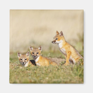 Aimant Renard roux (Vulpes macrotis) jeune au terrier, 5