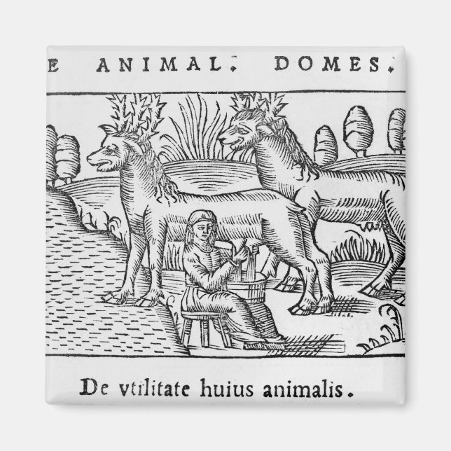 Aimant Rennes à lait (Devant)