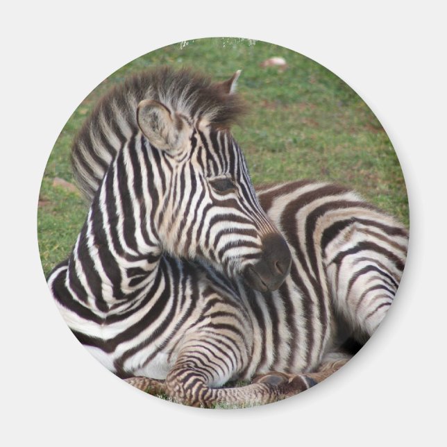 Aimant Repose de l'aimant Zebra (Devant)