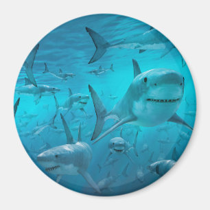 Aimant requin