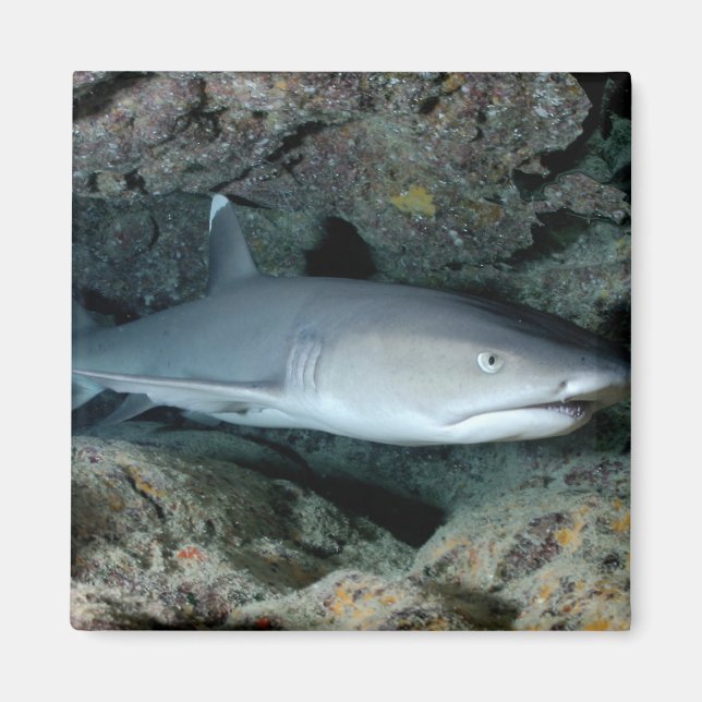Aimant Requin argenté (Devant)