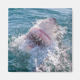 Aimant Requin dans l'eau