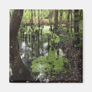 Aimant réserve côtière de santee