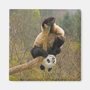 Aimant Réserve de pandas de Wolong, Chine, 2 ans 1/2