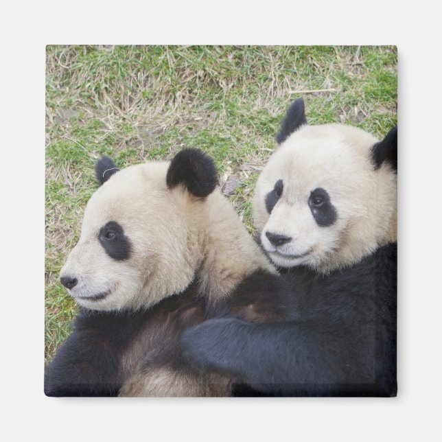 Aimant Réserve de Wolong, Chine, Panda géant embrassant (Devant)