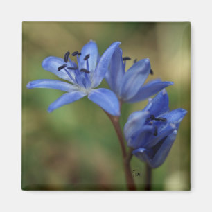 Aimant ressort bleu