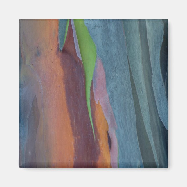 Aimant Résumé de l'arbre à gomme arc-en-ciel (Devant)