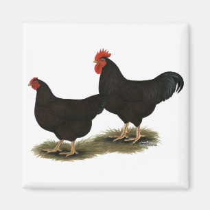 Aimant Rhode Island Red Bantams