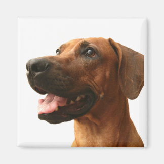 Aimant Rhodesian Ridgeback