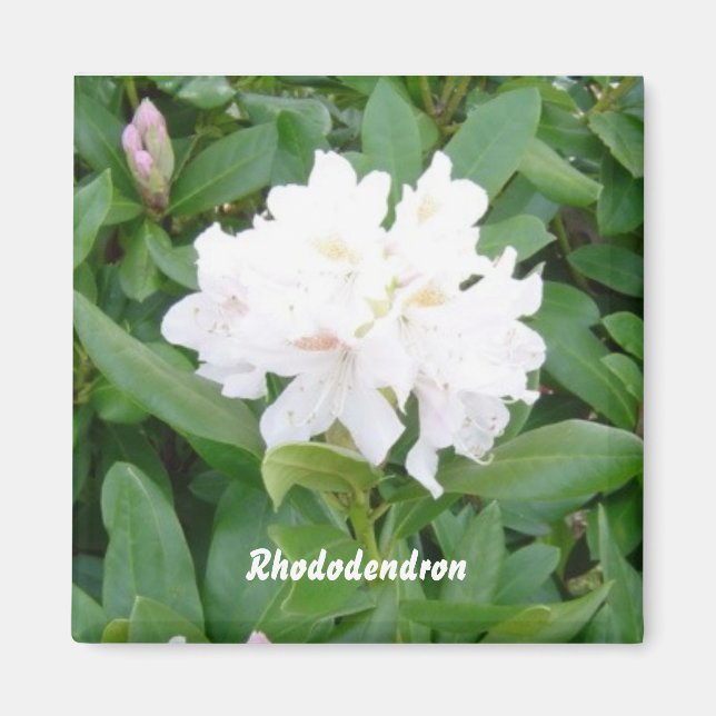 Aimant Rhododendron blanc (Devant)