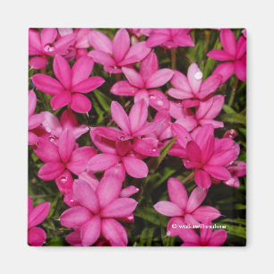 Aimant Rhodohypoxis / Etoile rouge / Rosy Posy
