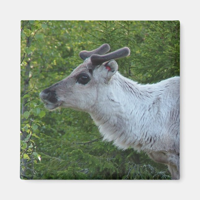 Aimant Rinder dans l'aimant de la Laponie (Devant)