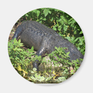 Aimant Rivière Silver Alligator
