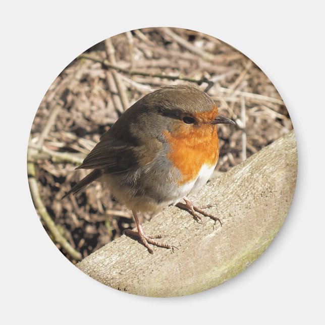 AIMANT ROBIN (Devant)