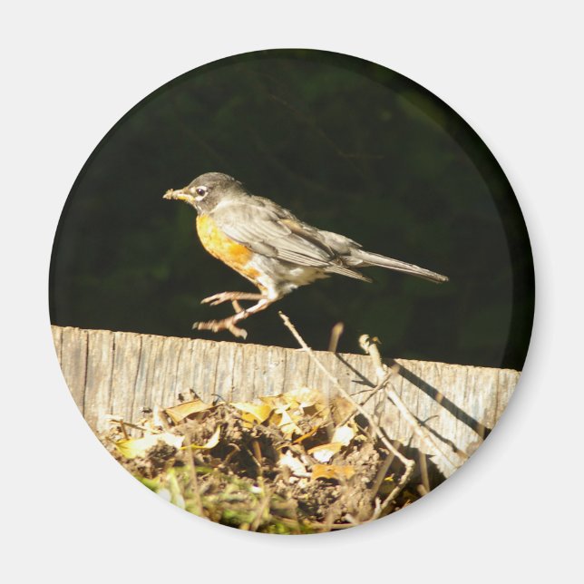 Aimant Robin (Devant)