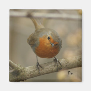 Aimant robin