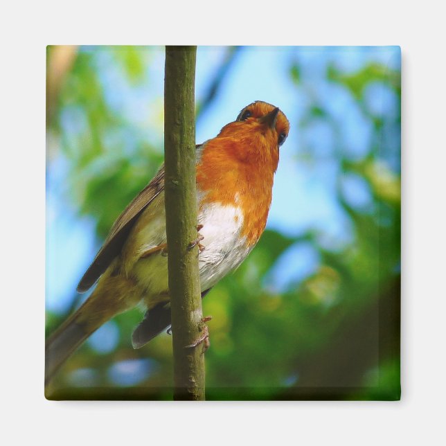 AIMANT ROBINS (Devant)