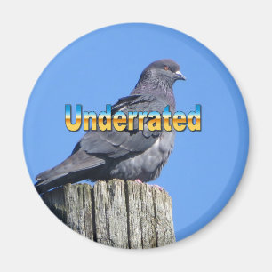 Aimant Rock Dove Pigeon
