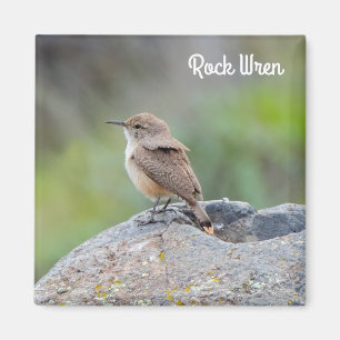 Aimant Rock Wren
