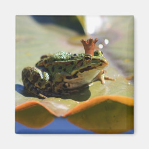 Aimant Roi de grenouille