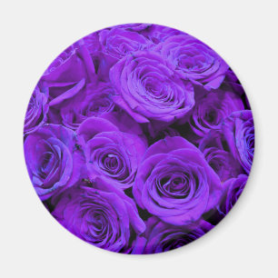 Aimant romantic violet purple roses, pretty rose bouquet