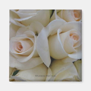 Aimant romantique de carré de ~ de roses blancs