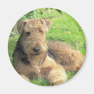 Aimant rond d'Airedale Terrier