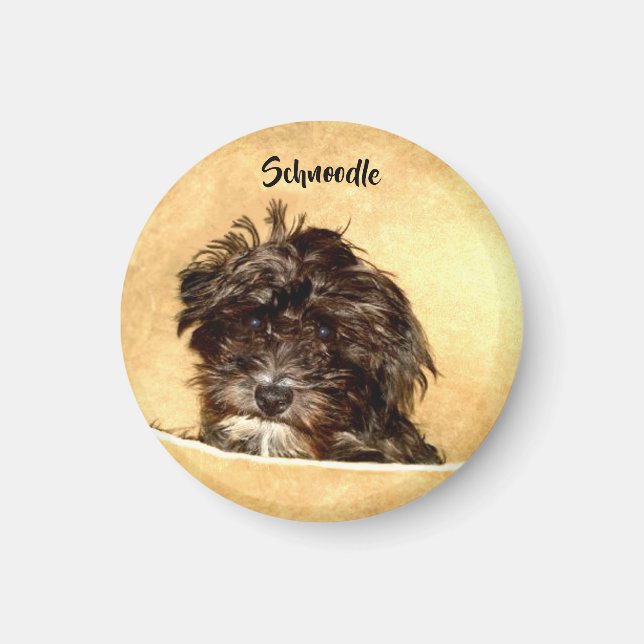 Aimant rond de chien Schnoodle (Devant)