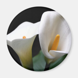 Aimant rond de fleur blanche de zantedeschia