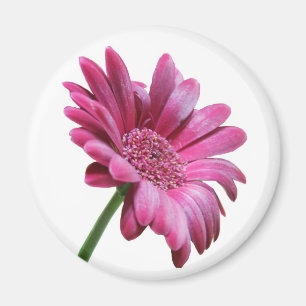 Aimant rond de marguerite de Gerbera