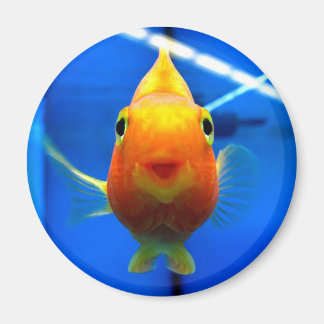 Aimant rond de poisson rouge souriant