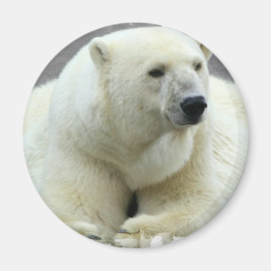 Aimant rond d'ours blanc