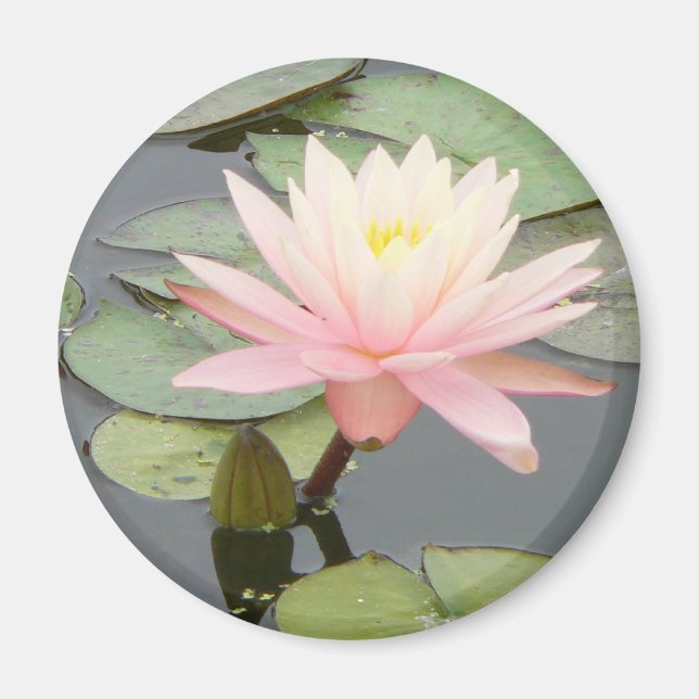 Aimant rond Lily d'eau rose clair (Devant)