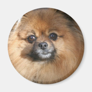 Aimant rond miniature de Pomeranian