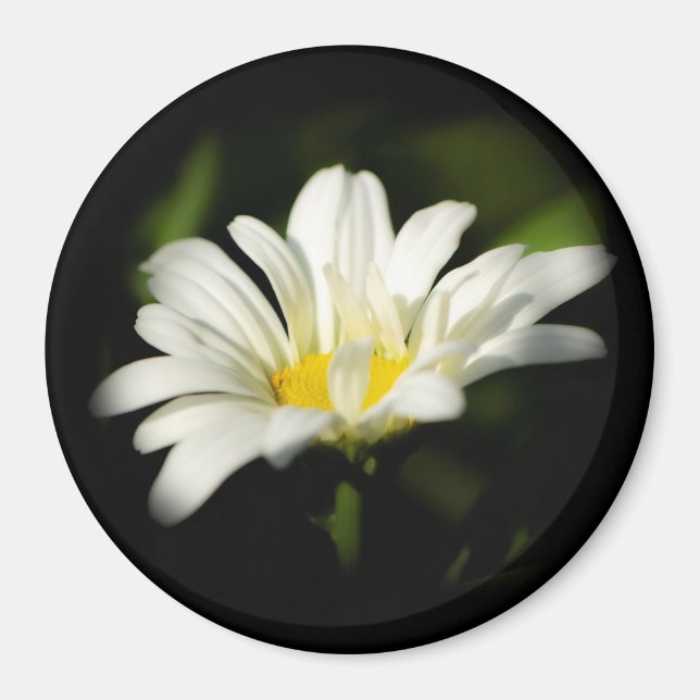 Aimant rond Oxeye Daisy (Devant)