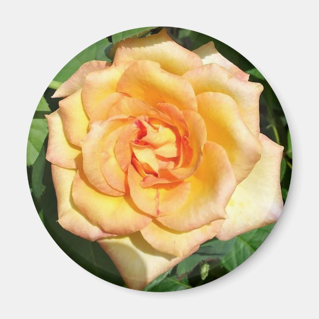 Aimant rond photo rose jaune (Devant)