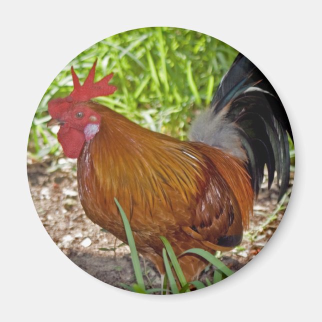 Aimant Rooster clé Ouest (Devant)