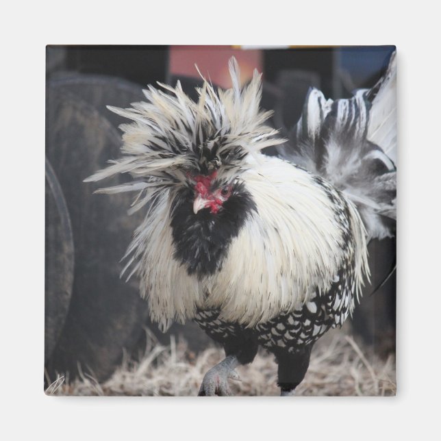 Aimant Rooster polonais en crête (Devant)