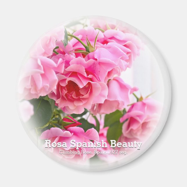 Aimant Rosa Beauty espagnole (Devant)